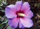 rose of sharon